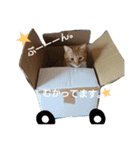 もかにゃんの日常（個別スタンプ：21）