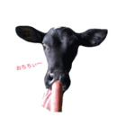 cow stamp（個別スタンプ：1）