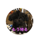 犬ばかその5（個別スタンプ：31）