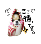 Bow Wow Life（個別スタンプ：5）