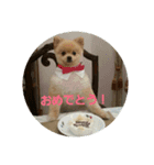 ponta cute pomeranian（個別スタンプ：5）