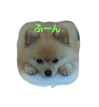 ponta cute pomeranian（個別スタンプ：6）