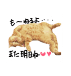 cha  cha CAT stamp（個別スタンプ：1）