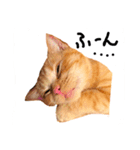 cha  cha CAT stamp（個別スタンプ：8）