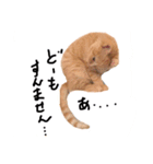 cha  cha CAT stamp（個別スタンプ：9）