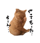 cha  cha CAT stamp（個別スタンプ：12）