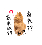 cha  cha CAT stamp（個別スタンプ：13）