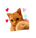 cha  cha CAT stamp（個別スタンプ：16）