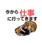 dog-（個別スタンプ：1）