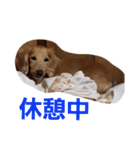 dog-（個別スタンプ：4）