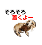 dog-（個別スタンプ：12）