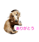 dog-（個別スタンプ：18）