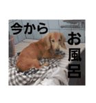 dog-（個別スタンプ：20）