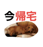 dog-（個別スタンプ：22）