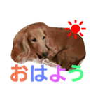 dog-（個別スタンプ：29）