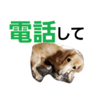 dog-（個別スタンプ：32）