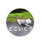 コロコロのloco（個別スタンプ：12）