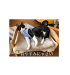 はちわれ猫スタ（個別スタンプ：7）