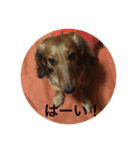 タルト日常挨拶（個別スタンプ：4）