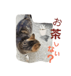 ももcat3（個別スタンプ：1）