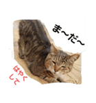 ももcat3（個別スタンプ：2）