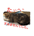ももcat3（個別スタンプ：3）