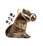 ももcat3（個別スタンプ：5）
