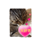 ももcat3（個別スタンプ：7）
