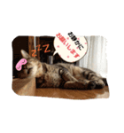 ももcat3（個別スタンプ：8）