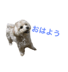 たむるぅ2（個別スタンプ：1）