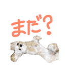 たむるぅ2（個別スタンプ：10）