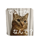 ウチ猫スタンプ(トラ＆スズ)（個別スタンプ：9）