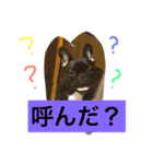 フレンチブルドッグあられの日常その1（個別スタンプ：1）