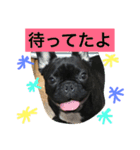 フレンチブルドッグあられの日常その1（個別スタンプ：2）