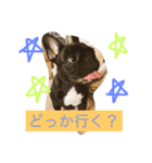 フレンチブルドッグあられの日常その1（個別スタンプ：6）