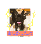 フレンチブルドッグあられの日常その1（個別スタンプ：7）