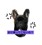 フレンチブルドッグあられの日常その1（個別スタンプ：12）
