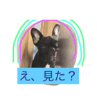 フレンチブルドッグあられの日常その1（個別スタンプ：19）