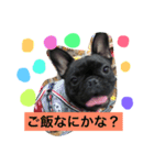 フレンチブルドッグあられの日常その1（個別スタンプ：21）