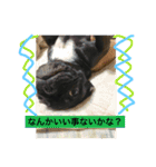 フレンチブルドッグあられの日常その1（個別スタンプ：22）