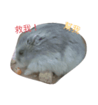 Hamster beans（個別スタンプ：4）