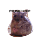 Hamster beans（個別スタンプ：6）