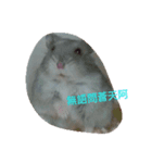 Hamster beans（個別スタンプ：8）