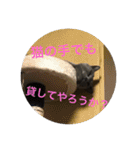 犬と猫の日常だよ（個別スタンプ：21）