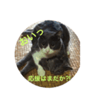 犬と猫の日常だよ（個別スタンプ：23）