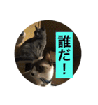 犬と猫の日常だよ（個別スタンプ：39）