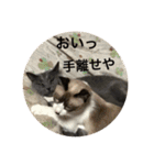 犬と猫の日常だよ（個別スタンプ：40）