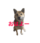 愛犬みかんちゃん（個別スタンプ：1）
