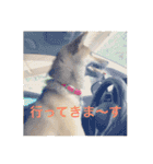 愛犬みかんちゃん（個別スタンプ：3）