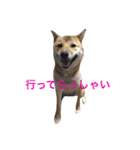 愛犬みかんちゃん（個別スタンプ：4）